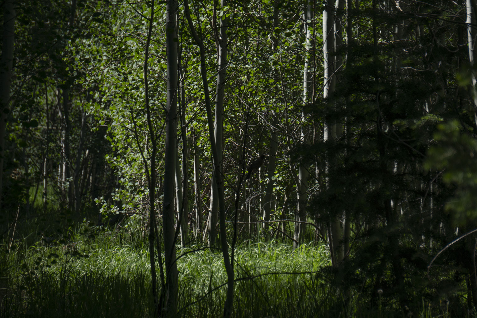 Trees and grass lit in shadow but lit with contrasting light